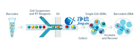 中國人自己的微流控單細胞測序儀來了！_微流控Drop-seq,微流控技術(shù)