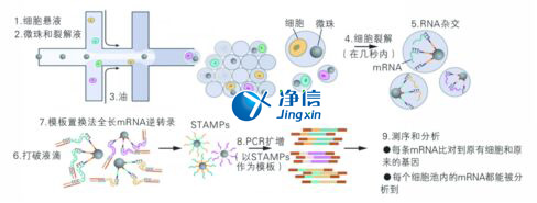 中國人自己的微流控單細胞測序儀來了！_微流控Drop-seq