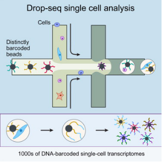 Drop-seq,inDROP