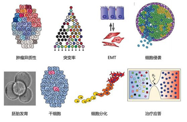 RNA-seq單細(xì)胞轉(zhuǎn)錄組測序在眼科領(lǐng)域中的研究應(yīng)用