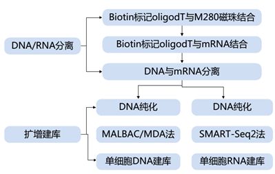 單細胞轉(zhuǎn)錄組測序的方法原理及應用