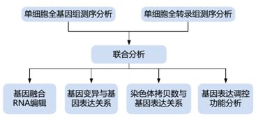 單細胞轉(zhuǎn)錄組測序的方法原理及應用