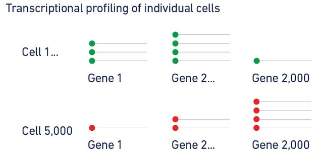 單細(xì)胞轉(zhuǎn)錄組測序(10x Genomics)詳解