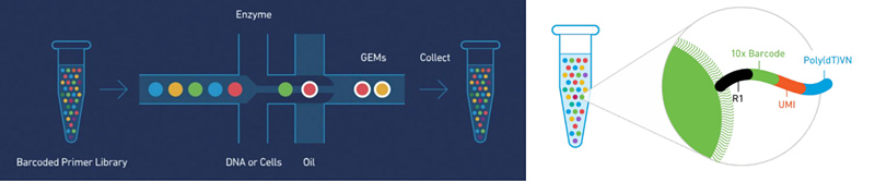 10X Genomics 單細胞轉(zhuǎn)錄組測序