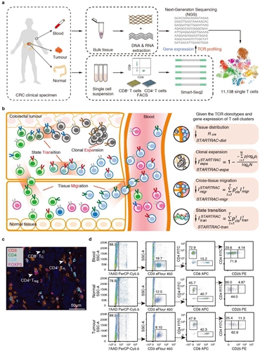 開(kāi)發(fā)基于單細(xì)胞TCR的生物信息追蹤方法 揭示結(jié)直腸癌T細(xì)胞動(dòng)態(tài)變化