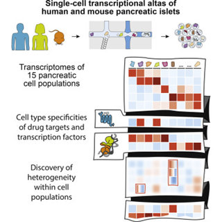 人和小鼠胰腺的單細(xì)胞轉(zhuǎn)錄組圖譜